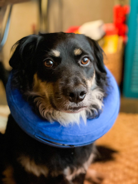 Entry image for Oliver. Clicking this image will show a larger photo