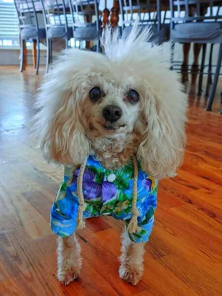 Entry image for Ziggy Bird. Clicking this image will show a larger photo