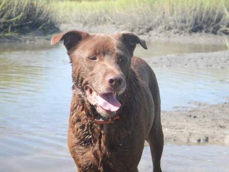 Entry image for Francis Marion . Clicking this image will show a larger photo