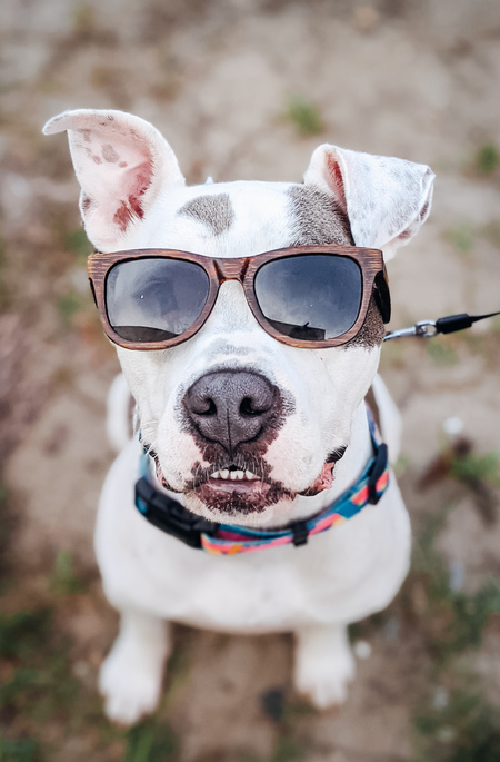 Entry image for Pancake. Clicking this image will show a larger photo