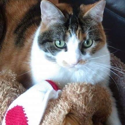 Entry image for Molly. Clicking this image will show a larger photo