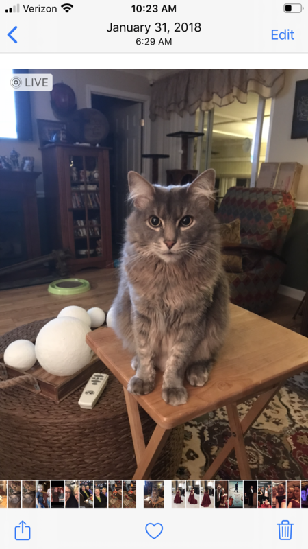 Entry image for Leonidas. Clicking this image will show a larger photo