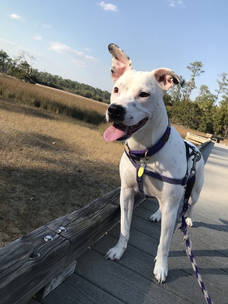 Entry image for Bailey. Clicking this image will show a larger photo