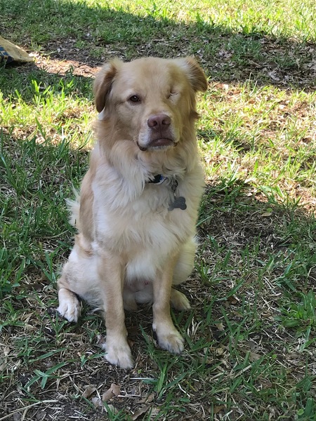 Entry image for Bentley. Clicking this image will show a larger photo