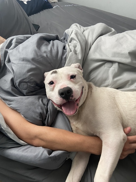 Entry image for Hank. Clicking this image will show a larger photo