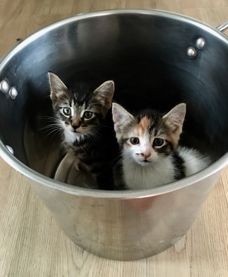 Entry image for Mazy & Mozart. Clicking this image will show a larger photo