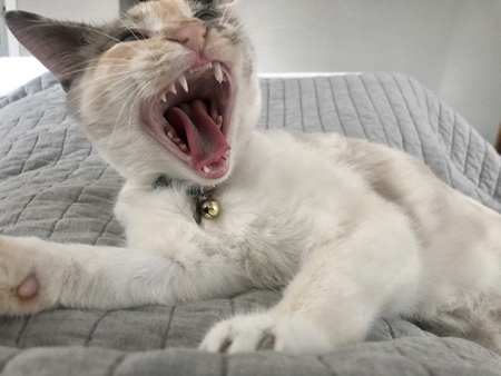 Entry image for Noodles. Clicking this image will show a larger photo