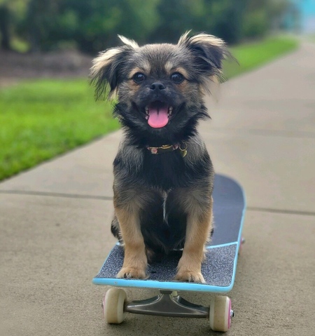 Entry image for Bailey. Clicking this image will show a larger photo