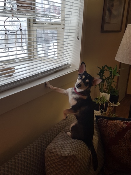 Entry image for Tiny. Clicking this image will show a larger photo