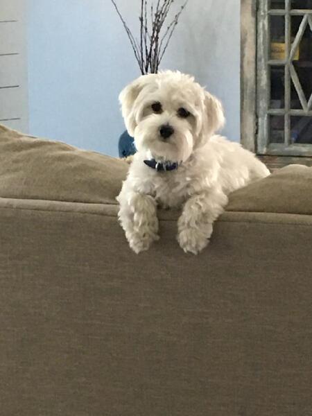 Entry image for Brady. Clicking this image will show a larger photo