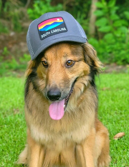 Entry image for Ziggy. Clicking this image will show a larger photo