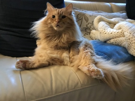 Entry image for Ollie. Clicking this image will show a larger photo