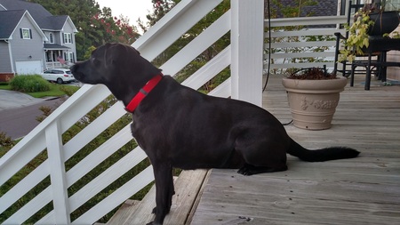 Entry image for Dixie. Clicking this image will show a larger photo