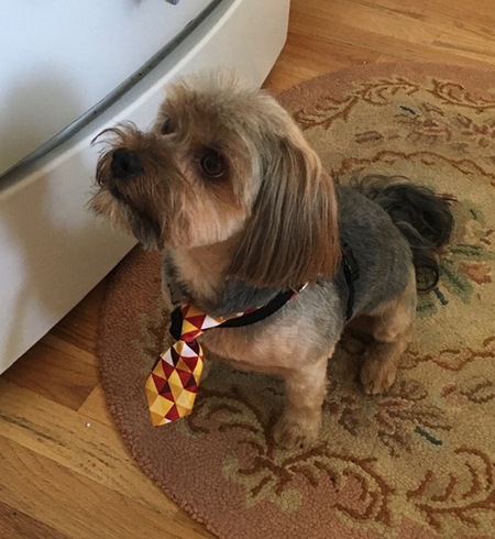 Entry image for Bentley. Clicking this image will show a larger photo