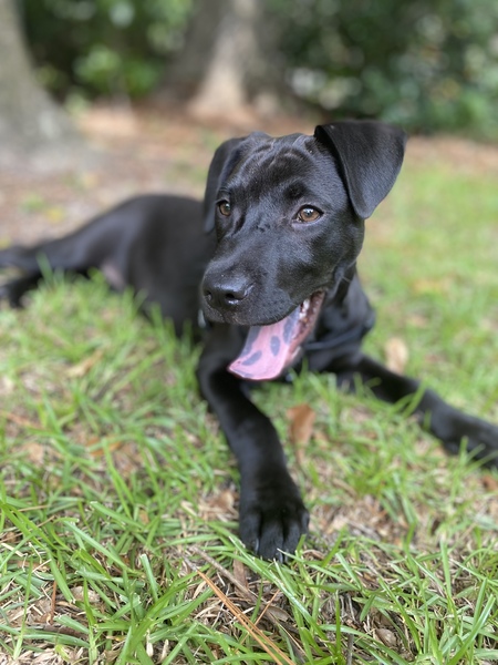 Entry image for Dash. Clicking this image will show a larger photo