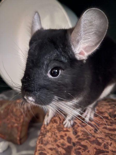 Albus the Chinchilla 