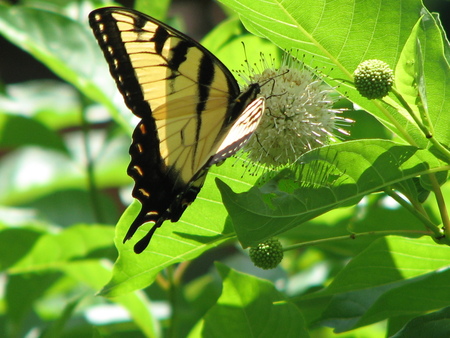 Eastern Tiger Swallowtail on Button Bush