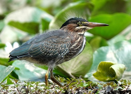 Juvenile Green Heron