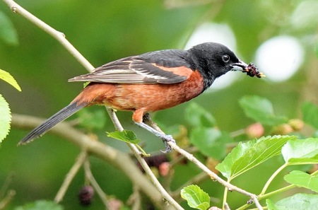 Orchard Oriole