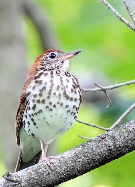 Wood Thrush