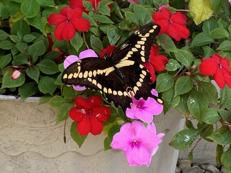 Beautiful Swallowtail