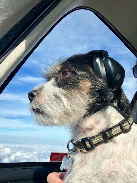 Pickles the Aviator!