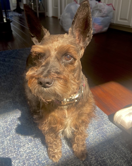 Olive