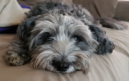 Stevie Ray Schnauzer