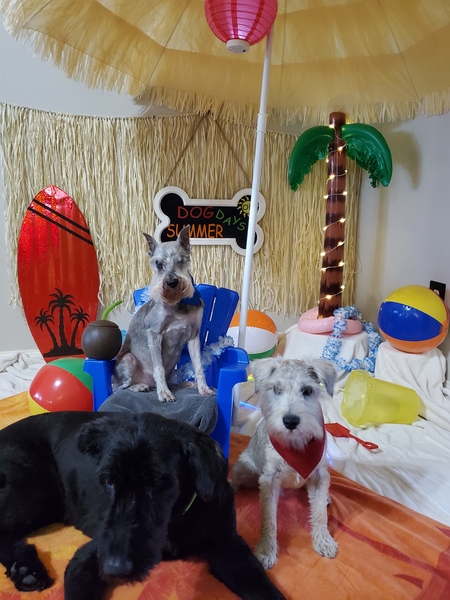 THE Murdock, Rooster and Olive