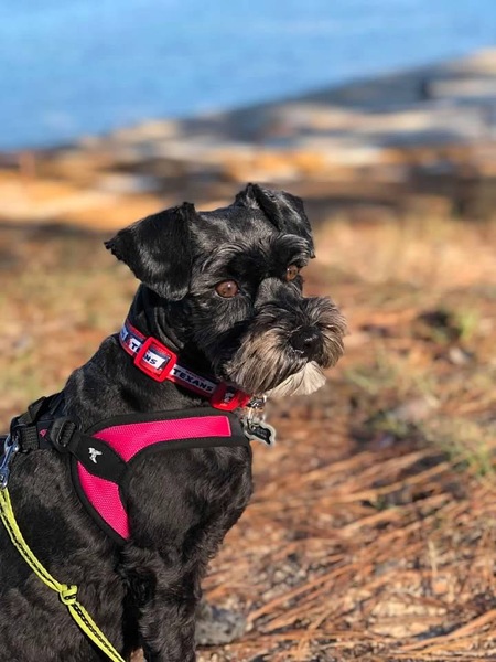 Stella (🌈2021)