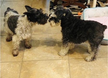 Rocky (left) Zala (right)