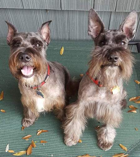 Robbie and Franklin