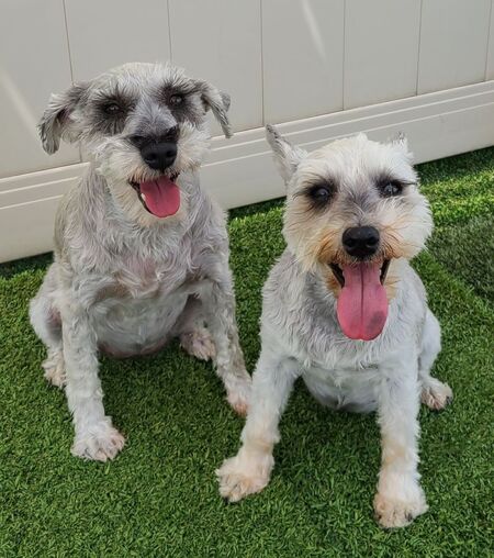 Molly and Willow