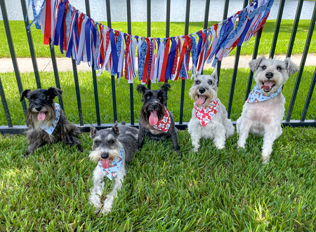 Ralphie, Fritz, Jasmine, Zoey, Bentley