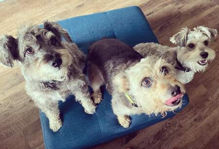 Alina, Chico, and Taco