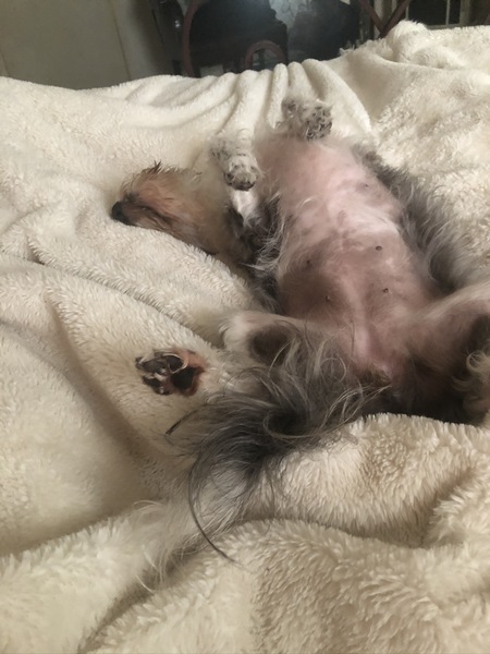 Rascal
