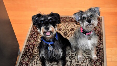 Scruffy and Ginger