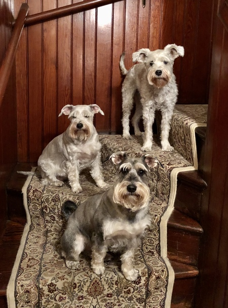 Bogey, Daisy, Buddy