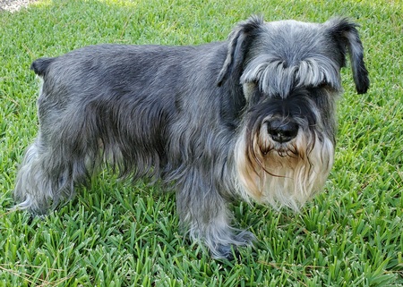 Shiloh