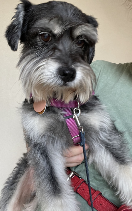 Kodi