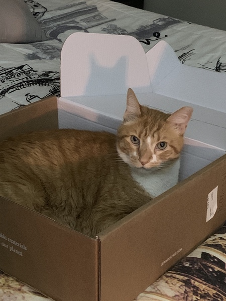 Archie