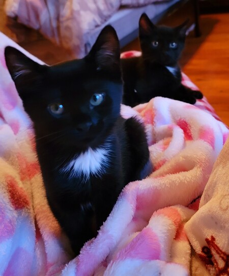 Stella & Franklin 