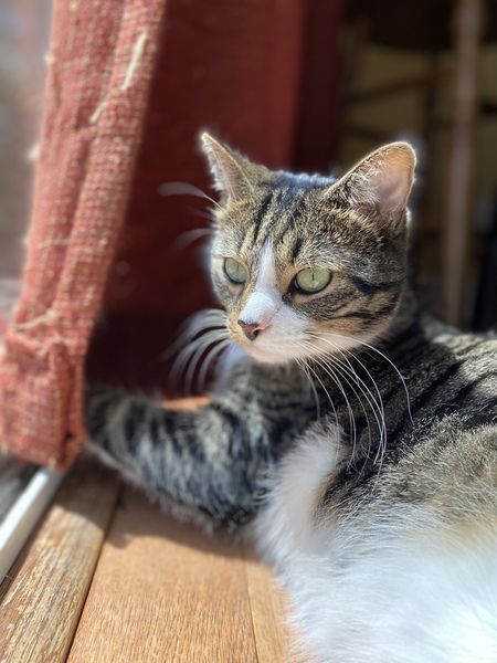 Leo
