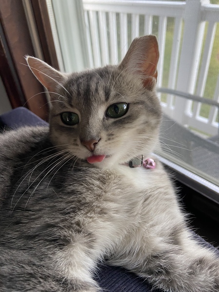 Calliope