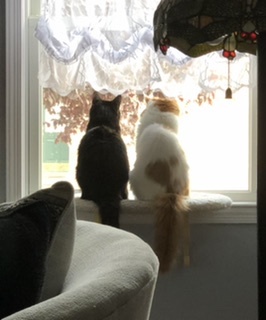 Pepper and Pumkin