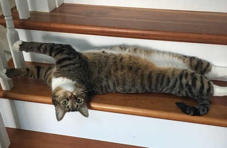 Louie 