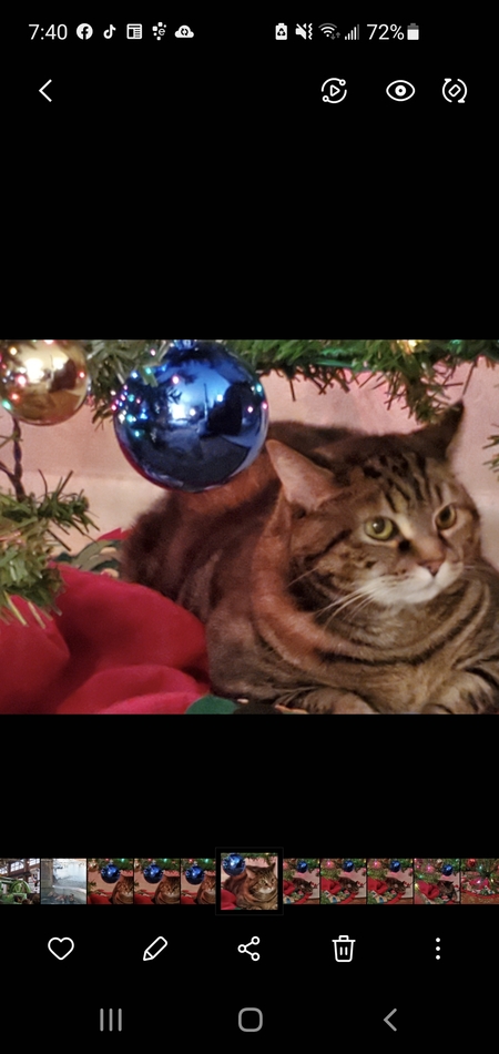 Phoebe 