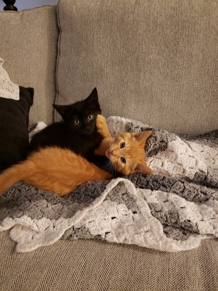 Boo & Cheddar