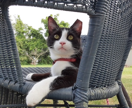 Taz