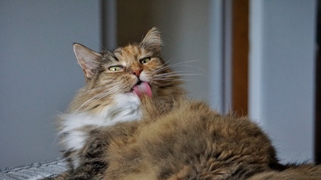 Cleo